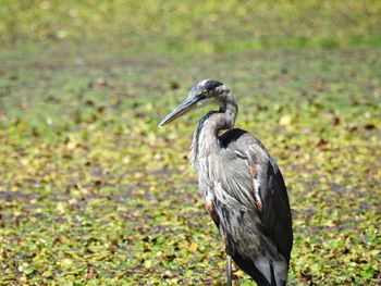  view of great blue heron standing in a pond