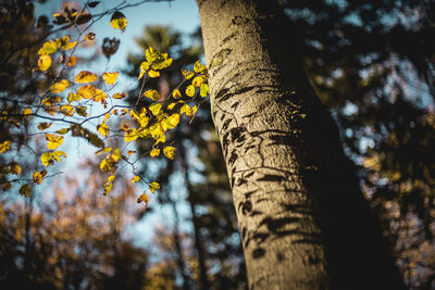 Low angle view of flowering tree trunk