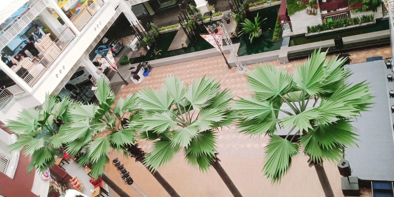 HIGH ANGLE VIEW OF POTTED PLANT AGAINST BUILDING