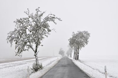 Trees by road against clear sky
