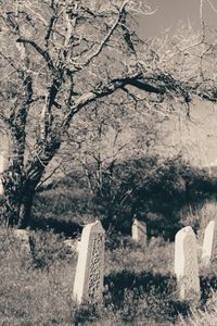 Trees in cemetery against sky