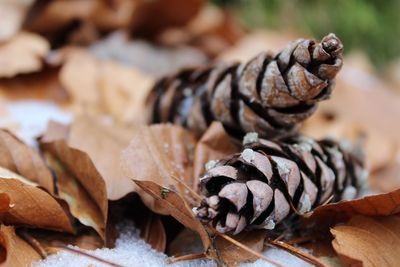 Close up of leaves