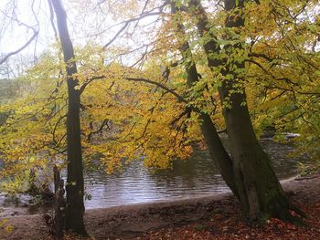 Close-up of tree by lake in forest