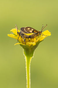 Close-up of butterfly pollinating on yellow flower