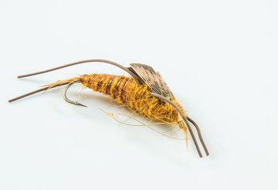 Close-up of insect over white background