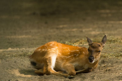 Side view of a lion relaxing on field