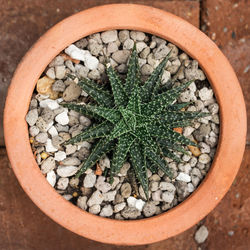 High angle view of potted plant