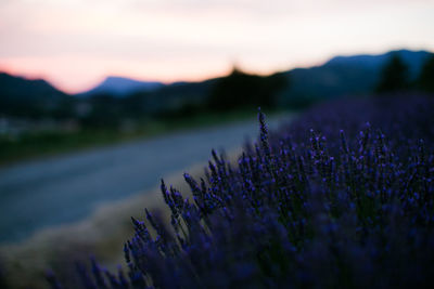 Purple flowering plants on field against sky during sunset