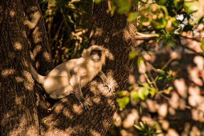 Monkey on tree trunk