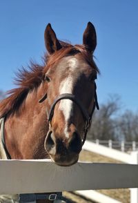 Horse in pen against sky