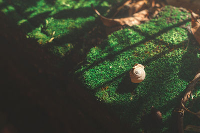 High angle view of small tree
