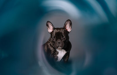 Close-up of a french bulldog dog on blue background