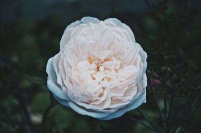 Close-up of white rose