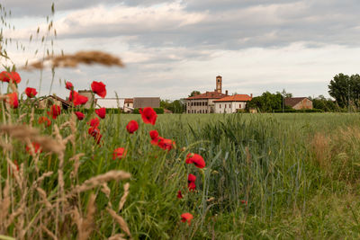 Red poppy flowers growing on field against sky