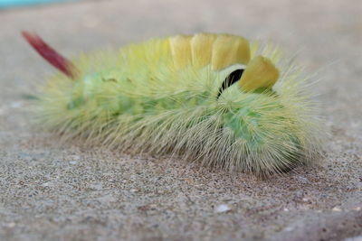 Close-up of caterpillar