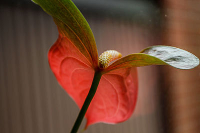 Close-up of red flowering plant