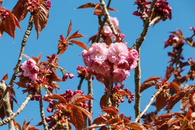 Low angle view of cherry blossoms against sky