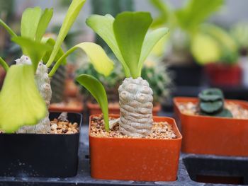 Close-up of small potted plant on table