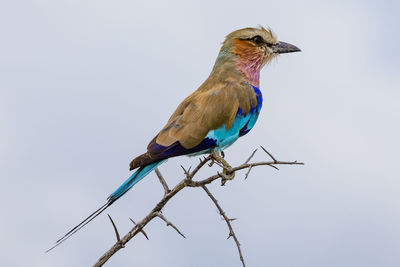 A lilac-breasted roller in a tree in etosha, a national park of namibia