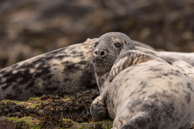 Close-up of a seals on rocks