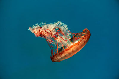 Colorful jellyfish floating in the sea