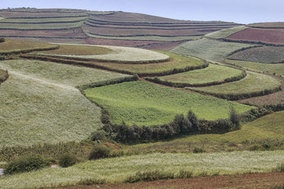 High angle view of cultivated landscape