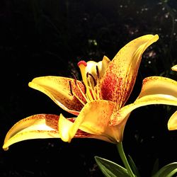 Close-up of yellow flower