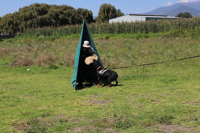 Dog standing on grassy field