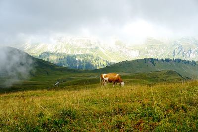 Cows in a field