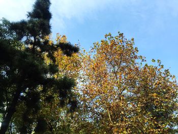Low angle view of trees in forest against sky