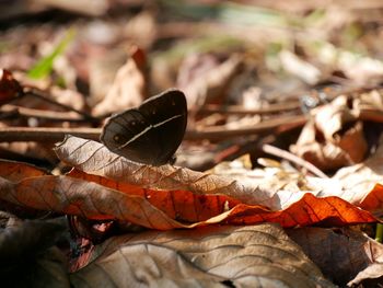 Close-up of dry leaf on field