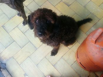 domestic animals