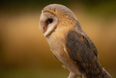 Breasted barn owl side view