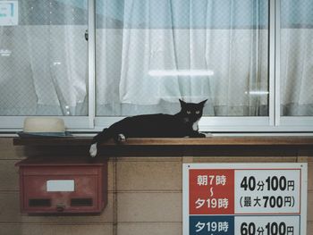 Cat on wall at home