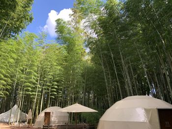 Low angle view of trees in forest against sky