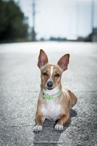 Portrait of dog standing on sidewalk in city