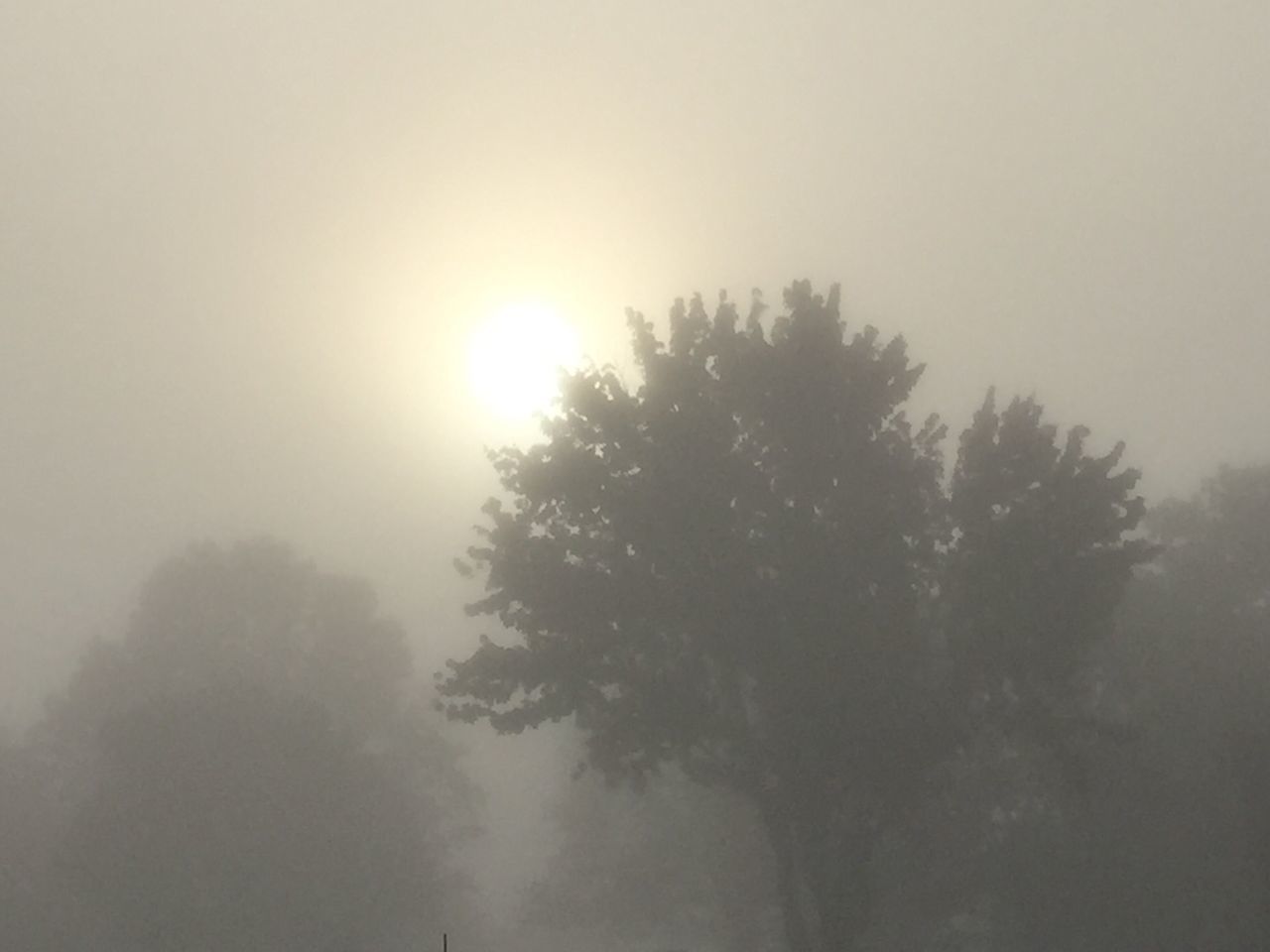 SILHOUETTE TREES AGAINST SKY DURING FOGGY WEATHER