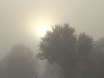 Low angle view of silhouette trees against sky during foggy weather