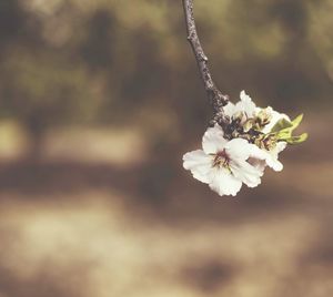 Close-up of white flowers