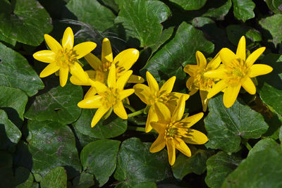 Close-up of yellow flowers