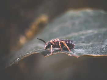 Close-up of spider