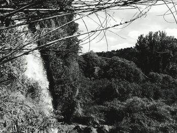 Low angle view of trees in forest against sky