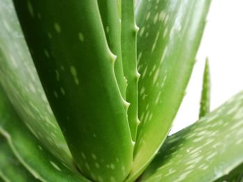 Close-up of succulent plant