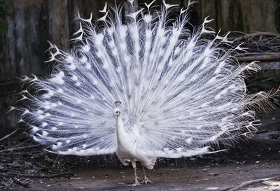 White peacock on field 