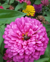 Close-up of bee on pink flower