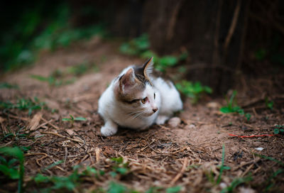 Cat sitting on a field