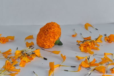 Close-up of orange leaves on white table