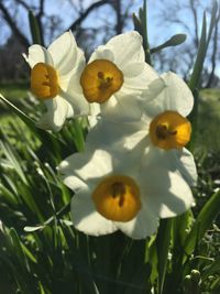 Close-up of yellow flowers on tree