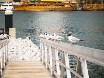 Seagulls on pier over sea