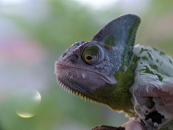 Iguana Reptile